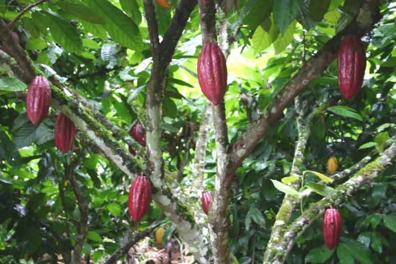 Arbol Del Cacao 9776